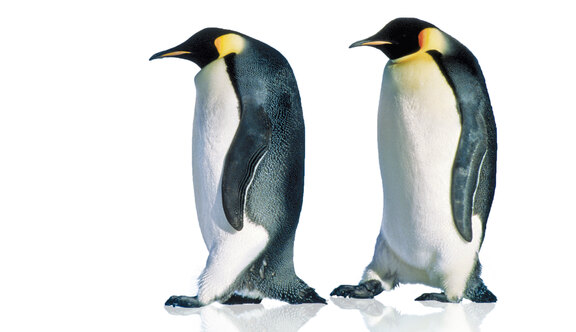 Zwei Pinguine